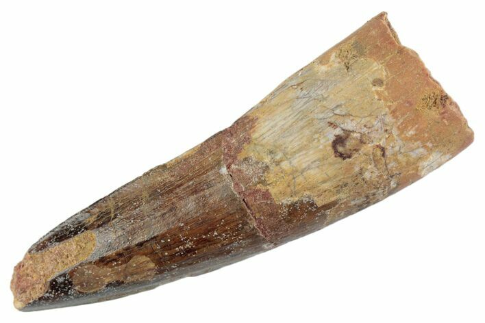 Fossil Spinosaurus Tooth - Real Dinosaur Tooth #368088